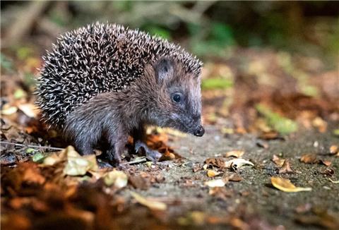 Die ersten Igel haben sich schon im Februar aus ihren Verstecken getraut. So kann man es den niedlichen Tieren einfacher machen. Der NABU gibt Tipps für den eigenen Garten.