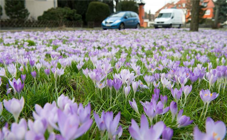Meteorologen hoffen: In einer Woche kommt endlich der Frühling Die ersten Krokusse blühen bereits, zum nächsten Wochenende steht der Frühling ins Haus.