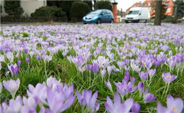Die ersten Krokusse blühen bereits, zum nächsten Wochenende steht der Frühling ins Haus.