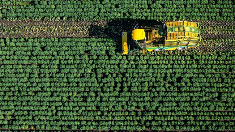 Die ersten Landwirte in Niedersachsen haben mit der Grünkohlernte begonnen.