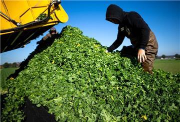 Die ersten Landwirte in Niedersachsen haben mit der Grünkohlernte begonnen.