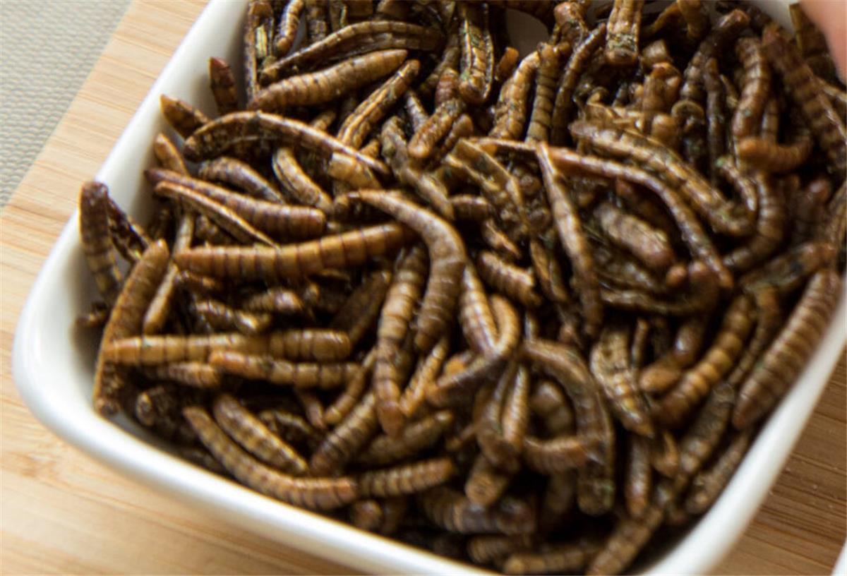 In diesen Lebensmitteln können jetzt Mehlwürmer stecken - Und so erkennt ihr es Eine Schale mit Mehlwürmern steht auf einem Tisch. Jetzt kann Mehlwurm-Pulver in Nahrungsmitteln verwendet werden.
