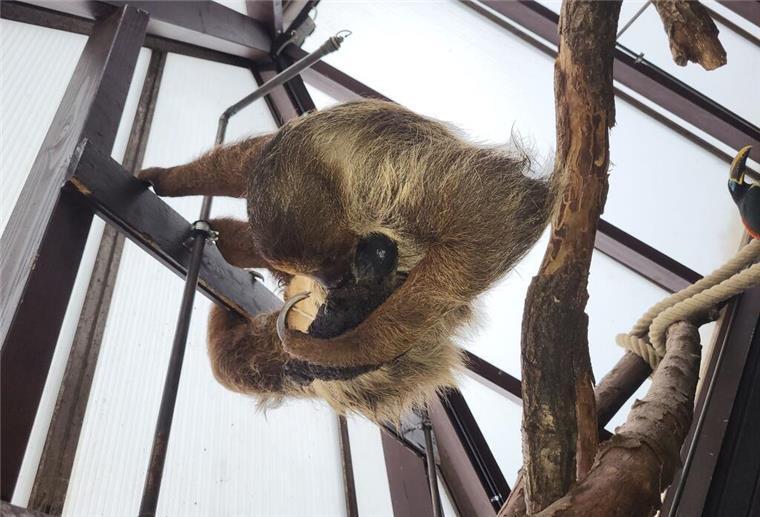 Wie süß! Erstes Faultierbaby im Vogelpark Walsrode geboren Die Faultier-Mutter Elisa ist mit ihrem Baby, das noch keinen Namen hat, im Weltvogelpark Walsrode zu sehen.