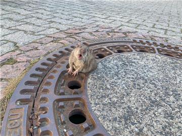 Die Feuerwehr Bensheim-Auerbach rettete eine Ratte, die in einem Kanaldeckel feststeckte.