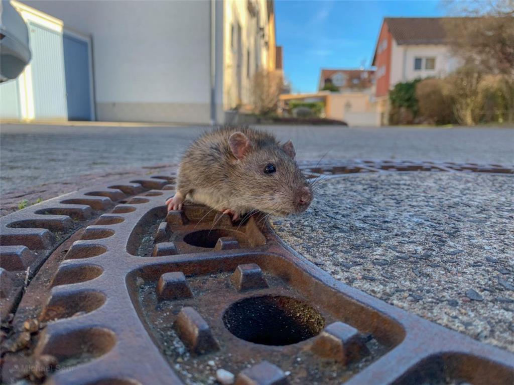 Die Feuerwehr Bensheim-Auerbach rettete eine Ratte, die in einem Kanaldeckel fes...