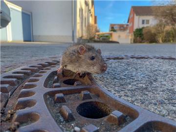 Die Feuerwehr Bensheim-Auerbach rettete eine Ratte, die in einem Kanaldeckel fes...
