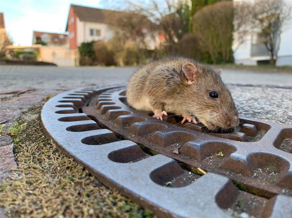 Die Feuerwehr Bensheim-Auerbach rettete eine Ratte, die in einem Kanaldeckel fes...