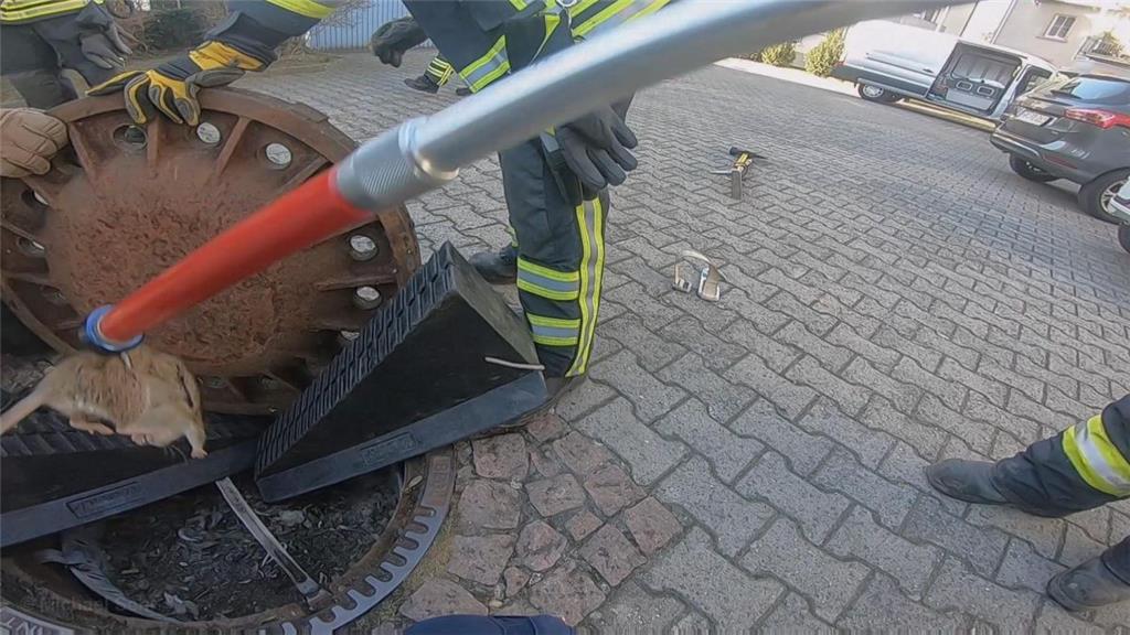 Die Feuerwehr Bensheim-Auerbach rettete eine Ratte, die in einem Kanaldeckel fes...