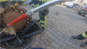 Die Feuerwehr Bensheim-Auerbach rettete eine Ratte, die in einem Kanaldeckel fes...