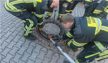 Die Feuerwehr Bensheim-Auerbach rettete eine Ratte, die in einem Kanaldeckel fes...