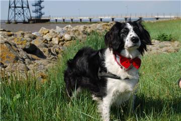 Die Feuerwehr Bremerhaven hat einen Hund aus dem Schlick gerettet. 