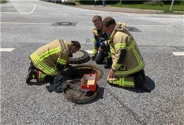 Die Feuerwehr Bremerhaven hat vier Entenküken gerettet.