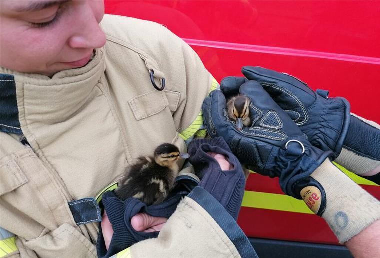 Tierische Heldenaktion: Feuerwehr Bremerhaven rettet Entenfamilie aus großer Not Die Feuerwehr Bremerhaven rettet eine Entenfamilie. Ist es die Entenfamilie, die im Hotel einchecken wollte?