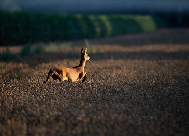Feuerwehr Geestland befreit Reh aus Tornetz Ein Reh springt bei Sonnenaufgang durch ein Feld