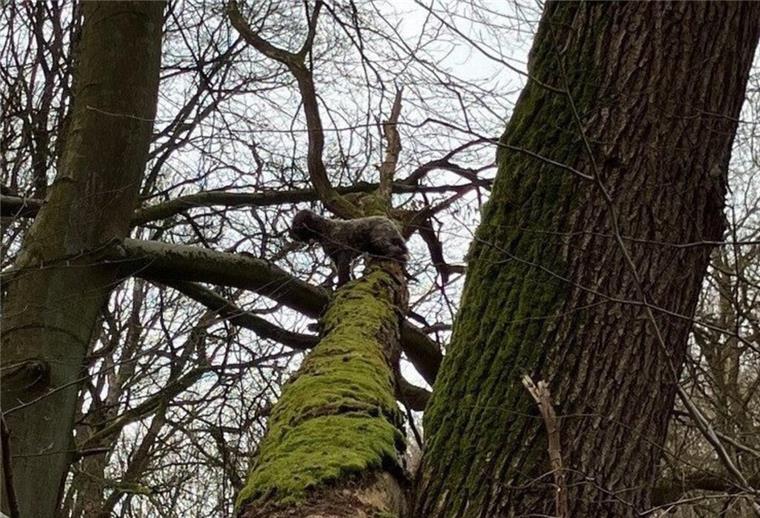 Auf einem umgestürzten Baum sitzt ein Hund (oben,M) in acht Metern Höhe fest.