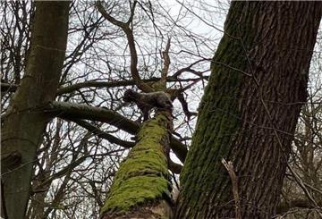 Auf einem umgestürzten Baum sitzt ein Hund (oben,M) in acht Metern Höhe fest.