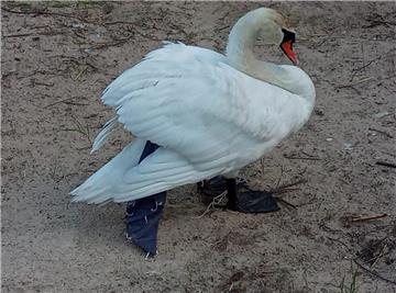 Die Feuerwehr Langen hat einen Schwan befreit.
