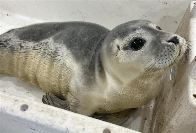 Ein Seehundbaby liegt in einer Kunststoffbox. Die Feuerwehr rettete einen jungen Heuler vom Weserdeich – er kam in die Seehundstation Norddeich. Wichtig: Niemals selbst anfassen, sondern Fachleute informieren.