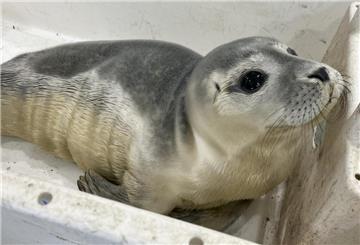 Ein Seehundbaby liegt in einer Kunststoffbox. Die Feuerwehr rettete einen jungen Heuler vom Weserdeich – er kam in die Seehundstation Norddeich. Wichtig: Niemals selbst anfassen, sondern Fachleute informieren.