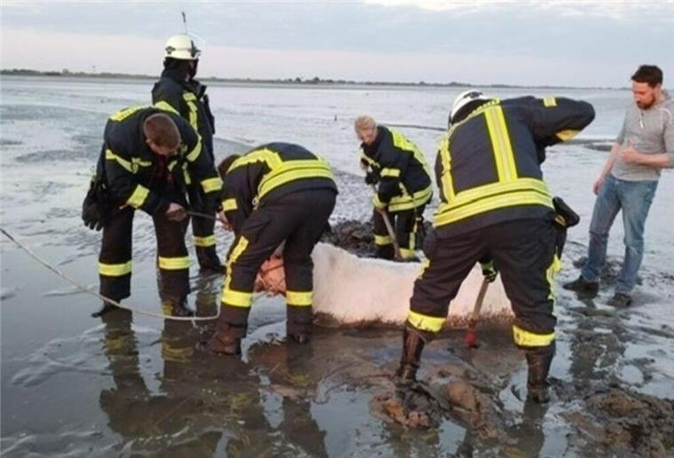 Die Feuerwehr versucht, eines der Rinder aus dem Schlick in der Elbe in Freiburg im Kreis Stade zu befreien.
