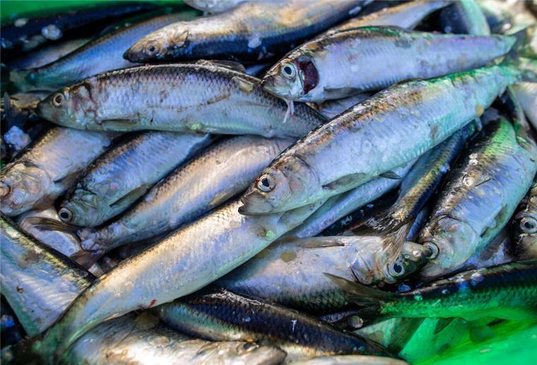 Zustand der Fischbestände in Nord- und Ostsee ist schlecht Die Fischbestände in Nord- und Ostsee gehen zurück.