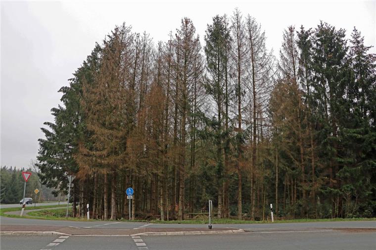 Die Förster der Niedersächsischen Landesforsten blicken mit Sorge auf viele Fichtenbestände wie hier an der Landesstraße von Zeven nach Tarmstedt, die stark geschwächt in den Frühling gehen und rufen alle Waldbesitzer auf, jetzt Maßnahmen gegen den Borkenkäfer einzuleiten. 