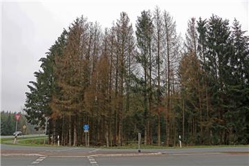 Die Förster der Niedersächsischen Landesforsten blicken mit Sorge auf viele Fichtenbestände wie hier an der Landesstraße von Zeven nach Tarmstedt, die stark geschwächt in den Frühling gehen und rufen alle Waldbesitzer auf, jetzt Maßnahmen gegen den Borkenkäfer einzuleiten. 