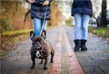 Die französische Bulldogge Gipsy, einst abgemagert im Tierheim abgegeben, hat ein neues Zuhause gefunden.