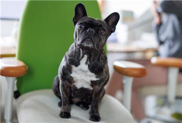 Die Französische Bulldogge ist auf Platz 2.