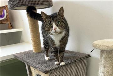 Katze. Die freundliche Katzendame „Bummsi“ wartet im Tierheim Bremerhaven auf ein neues Zuhause – mit viel Schmusebedarf.