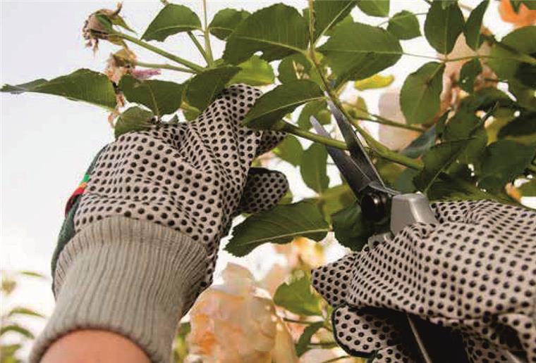 Gartenarbeit, Äste schneiden, Gartenhandschuhe, Gartenschere