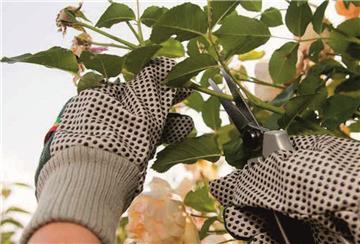 Gartenarbeit, Äste schneiden, Gartenhandschuhe, Gartenschere