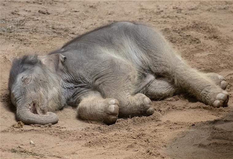 Baby-Elefant aus Osnabrück nach der Geburt erschöpft Elefantenbaby Yaro schläft in seinem Stall im Zoo Osnabrück.