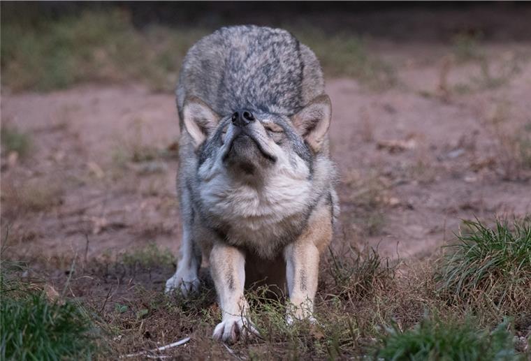 Ein Wolf streckt sich im Tierparadies Tripsdrill in einem Gehege.