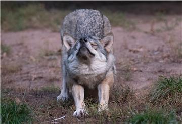 Ein Wolf streckt sich im Tierparadies Tripsdrill in einem Gehege.