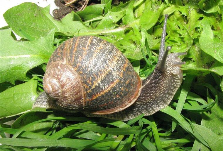 Eine Schnecke mit einem braun-schwarz gefleckten Schneckenhaus