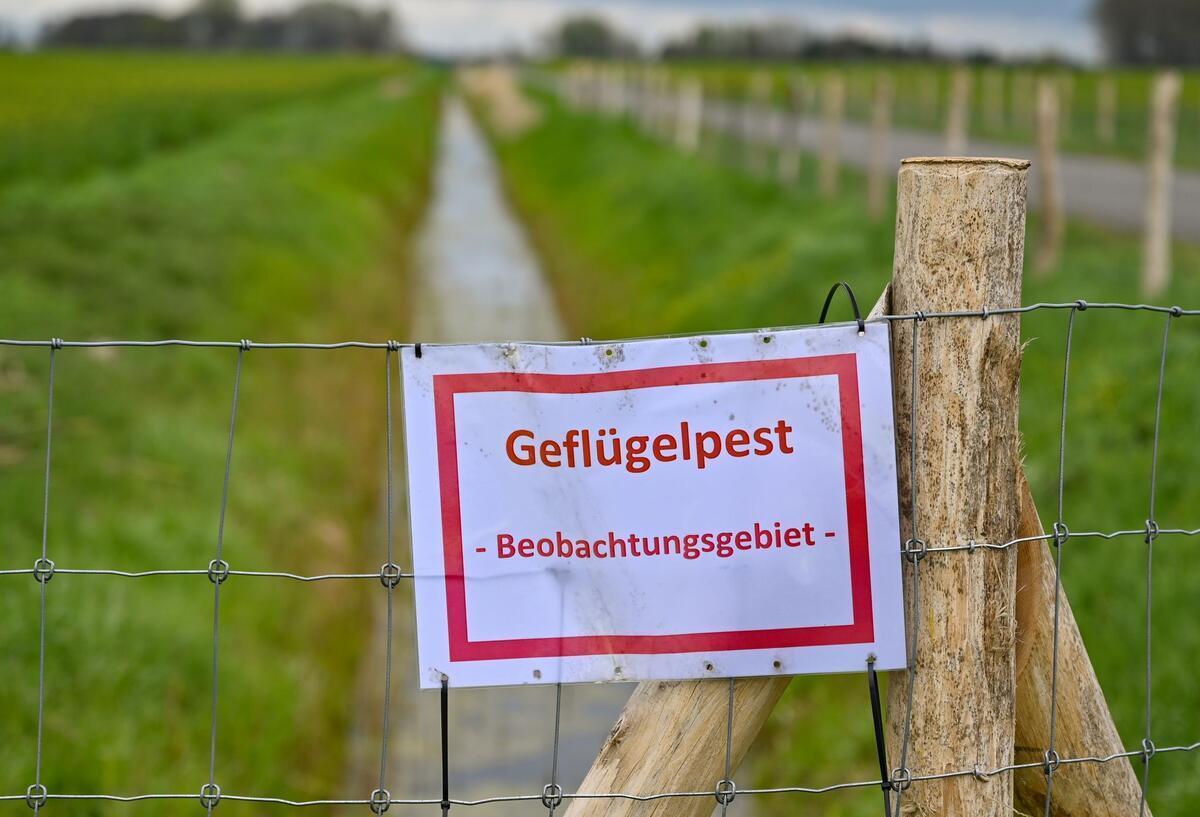 Vogelgrippe auf dem Vormarsch: Was jetzt auf Supermarkt-Kunden zukommt  Ein Schild mit der Aufschrift „Geflügelpest Beobachtungsgebiet“ hängt an einem Zaun im Oderbruch.