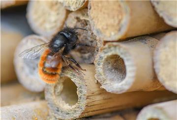 Die Gehörnte Mauerbiene  gehört zu den gefährdeten Wildbienenarten, für die man als Gärtner leicht etwas tun kann.