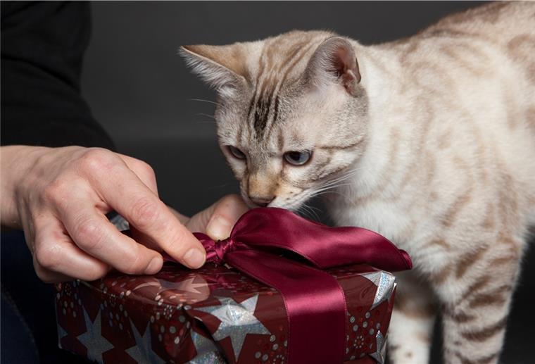 Die geliebten Vierbeiner merken, dass etwas in der Luft liegt - Tierbesitzer können auch ihnen zu Weihnachten eine Freude machen. Doch die Überraschung sollte tiergerecht sein. 