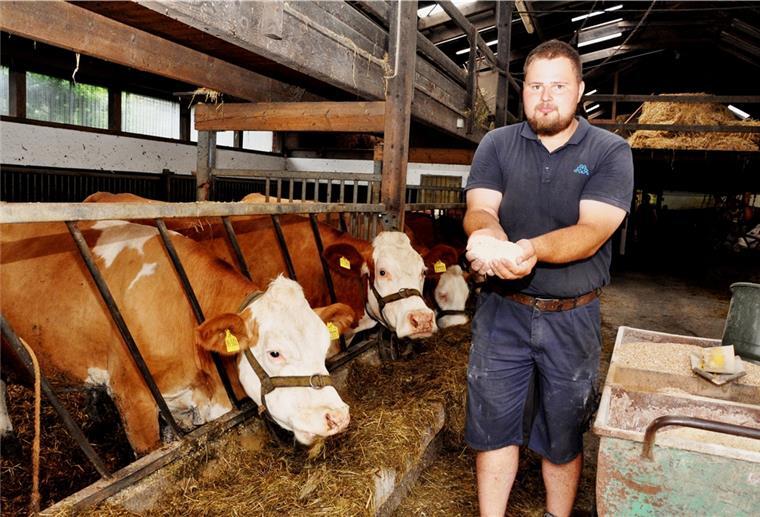 Die gemahlenen Bohnen werden dem Kraftfutter beigemischt. Dem bayerischen Fleckvieh, das Familie Böger hält, schmeckt es. Unser Bild zeigt Jannik Böger bei der Fütterung.