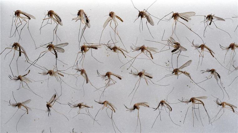 Die Gemeine Hausmücke (Culex pipiens) kommt in Deutschland sehr häufig vor. (Archivbild)