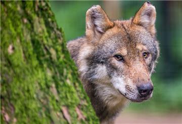 Ein Wolf schaut hinter einem Baum hervor.