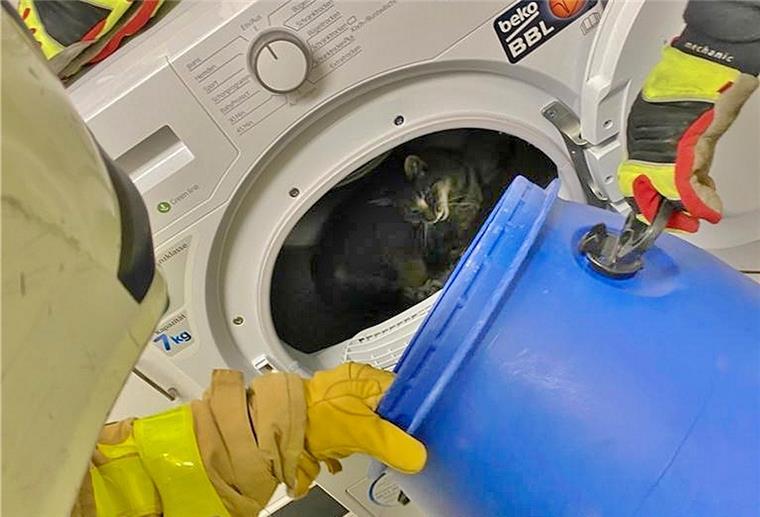 Das Foto zeigt eine Katze in der Trommel eines Wäschetrockners.