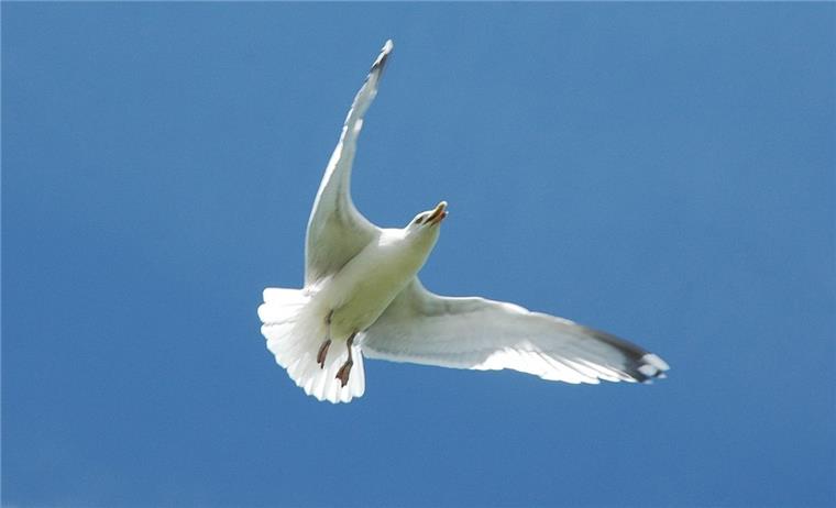 Möwen attackieren Anwohner in der Nordenhamer Innenstadt Die großen Möwen fliegen Angriffe auf Menschen, die sich ihren Jungen nähern.