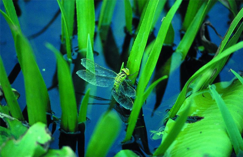 Die Grüne Mosaikjungfer, eine Libelle, ist vom Aussterben bedroht.