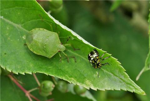 Das undatierte Handout zeigt die Grüne Reiswanze (Nezara viridula) als ausgewachsenes und als junges Tier (Nymphe). Forscher und Forscherinnen wollen biologische Pflanzenschutzstrategien gegen invasive Wanzenarten mit hohem Schadenpotenzial entwickeln. (zu dpa «Forscher wollen Schadwanzen mit Schlupfwespen bekämpfen»). +++ dpa-Bildfunk +++