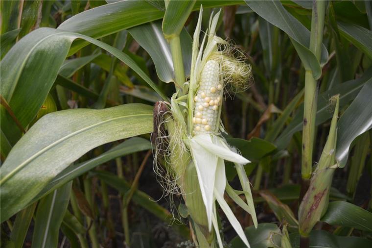 Die Hitzewelle im Juli hat beim Mais ihre Spuren hinterlassen. Nach abgebrochener Blüte weisen die extrem kleinen Kolben nur wenige befruchtete Maiskörner auf.