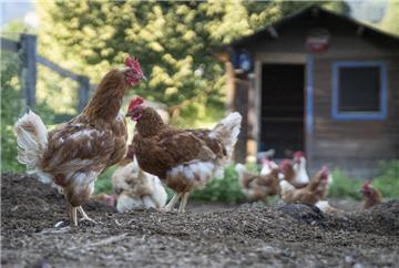 Hühner im Garten