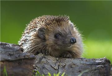 Ein Igel guckt über einen Ast.