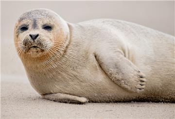 Ein Seehund liegt am Strand